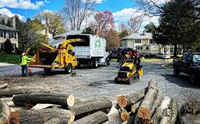 How Our Tree Care Process Works  in  Pine City, MN